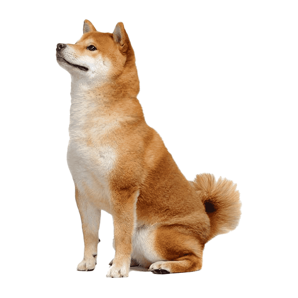 Shiba INU